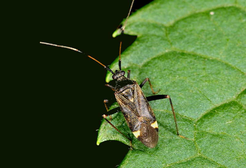 Miridae: Closterotomus cfr. biclavatus dalmatinus